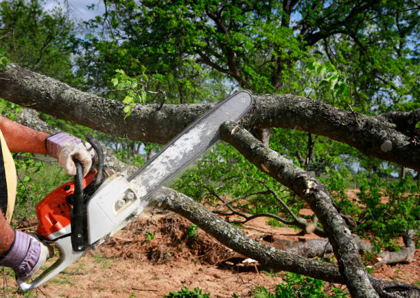 How Our Tree Care Process Works  in  Bay, AR